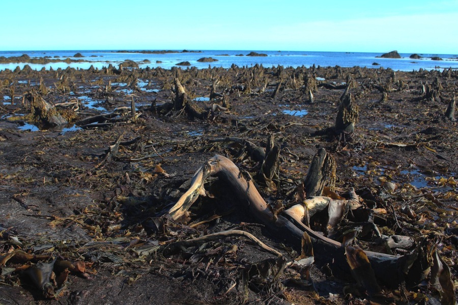 The Drowned Forest, near The Hawk in Nova Scotia, is over 1,500 years old and only viewable at low tide.