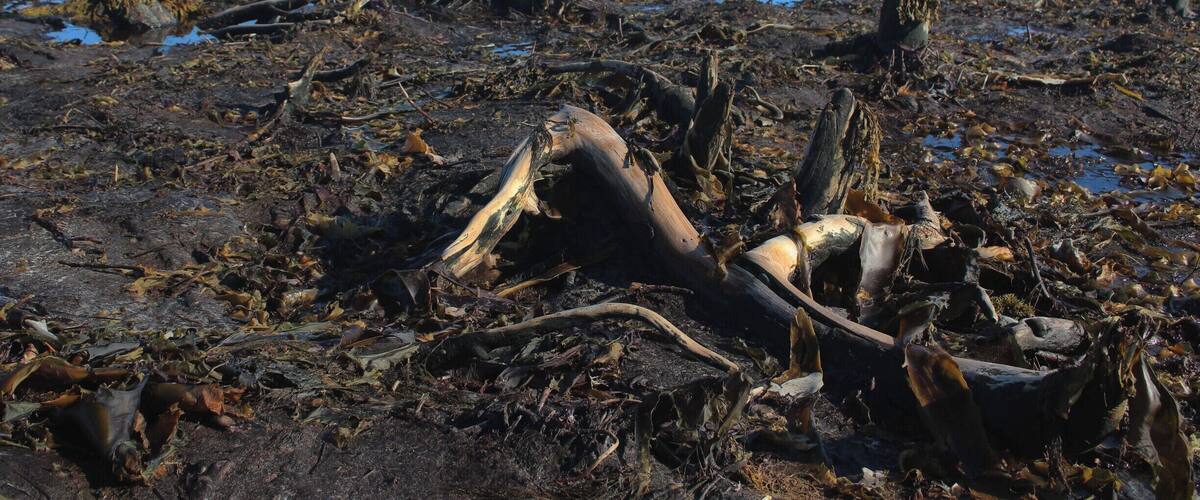 A beach with driftwood and seaweed.