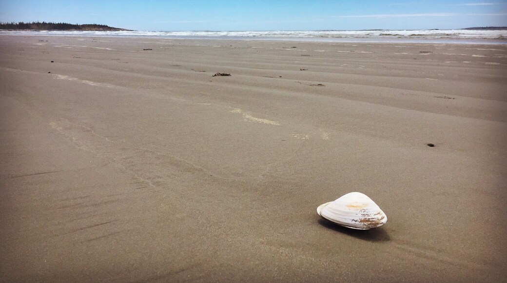 I always seem to have this beach to myself - just me, my dog, and some clams! #EndlessSummer