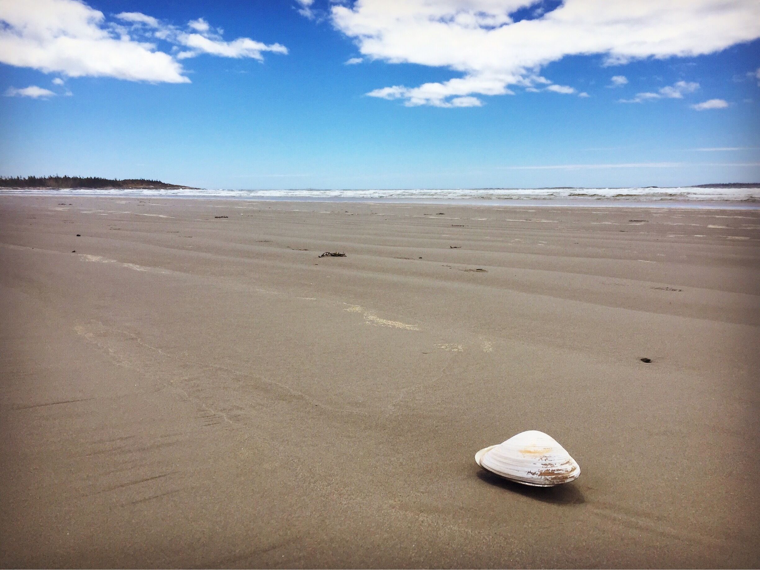 A beach with a single shell on the sand and a distant shoreline with trees.