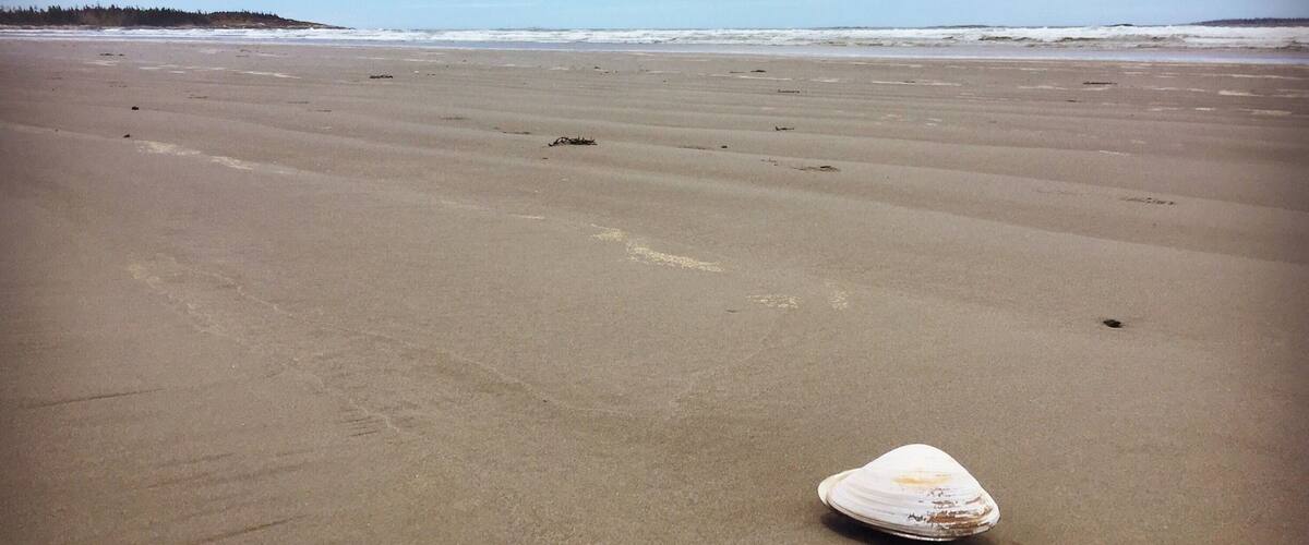 A beach with a single shell on the sand and a distant shoreline with trees.