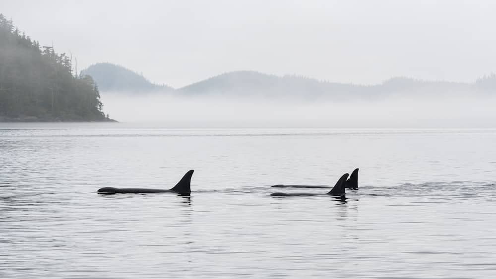 Panorama of three Orca (Orcinus orca) on whale watching tour, Telegraph Cove, Vancouver Island, British Columbia, Canada.