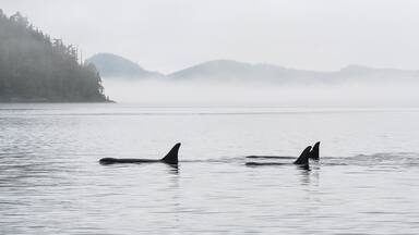 Panorama of three Orca (Orcinus orca) on whale watching tour, Telegraph Cove, Vancouver Island, British Columbia, Canada.