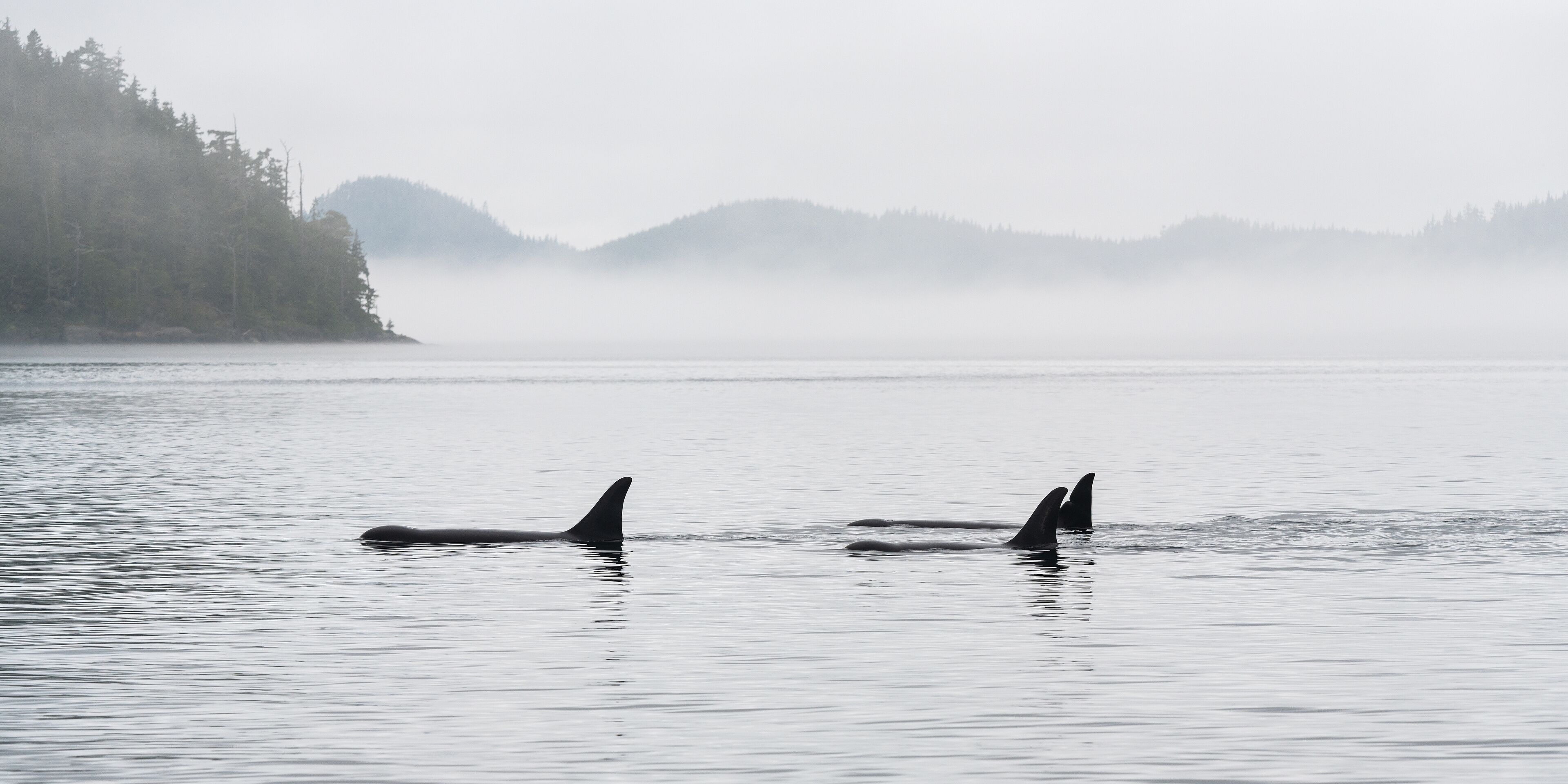 Two orcas swimming in a foggy, calm sea with forested hills in the background.
