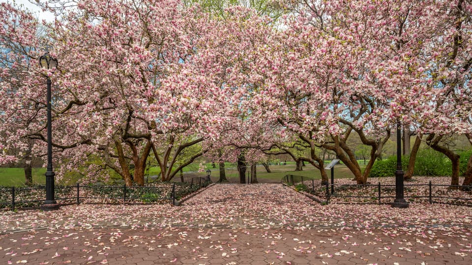Central Park in spring
