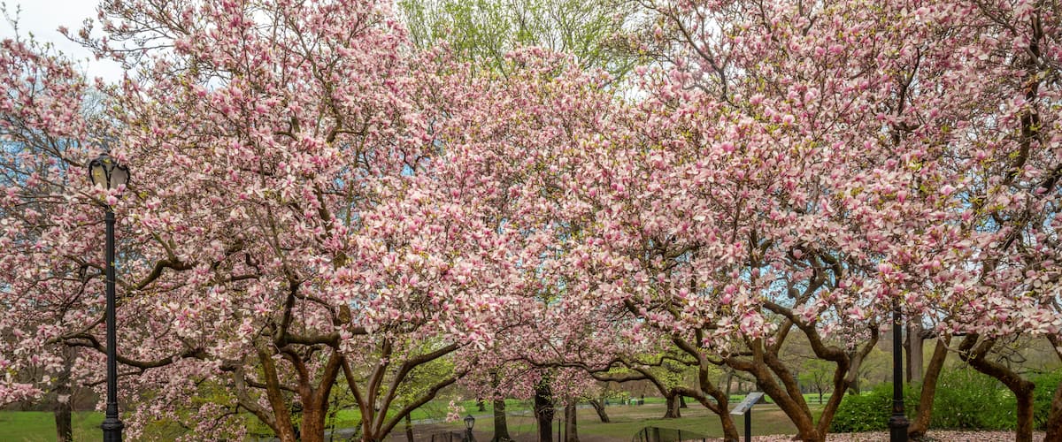 A park with blooming pink trees and a paved walkway.