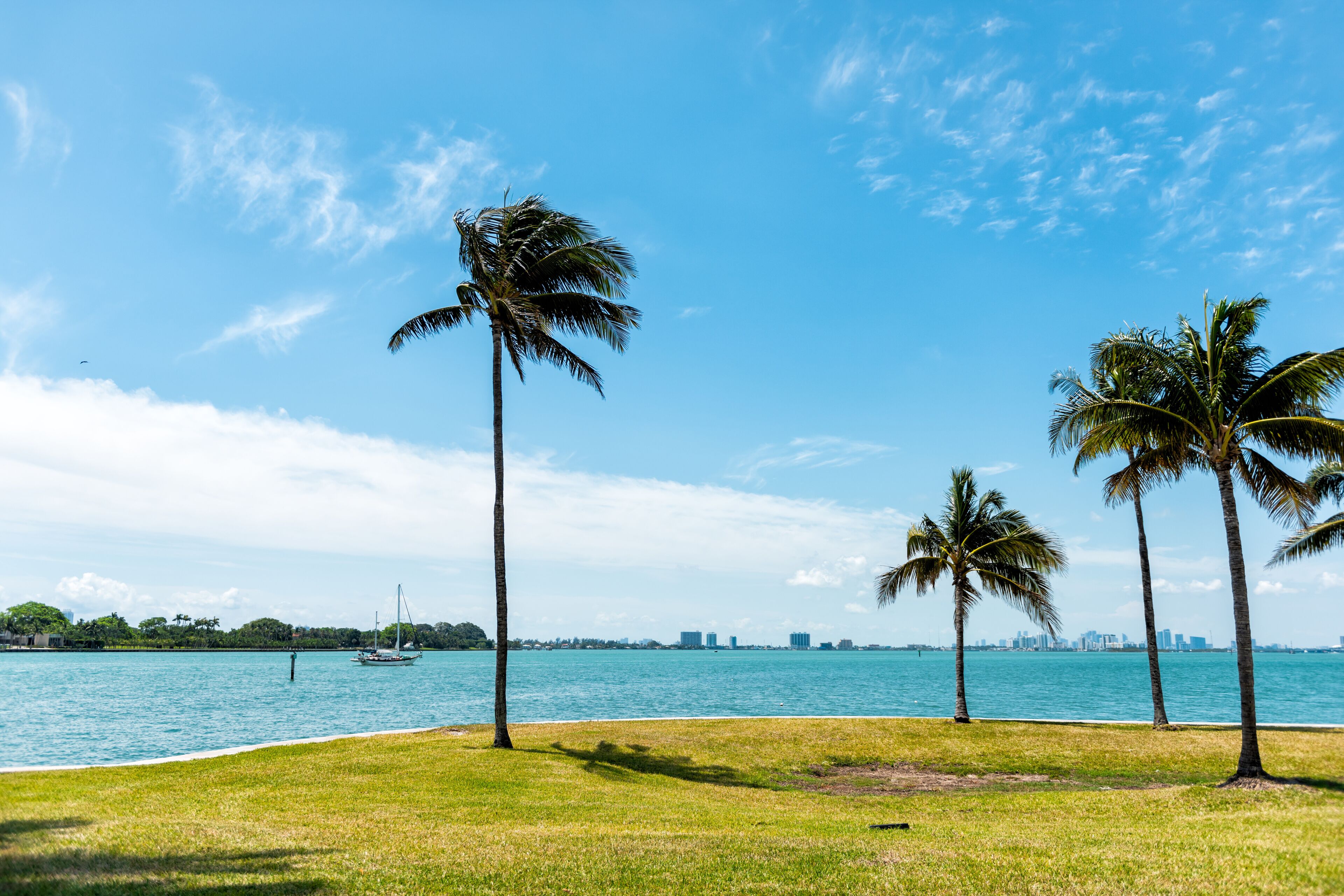 A clear blue sky, a calm sea, and a grassy area with palm trees.