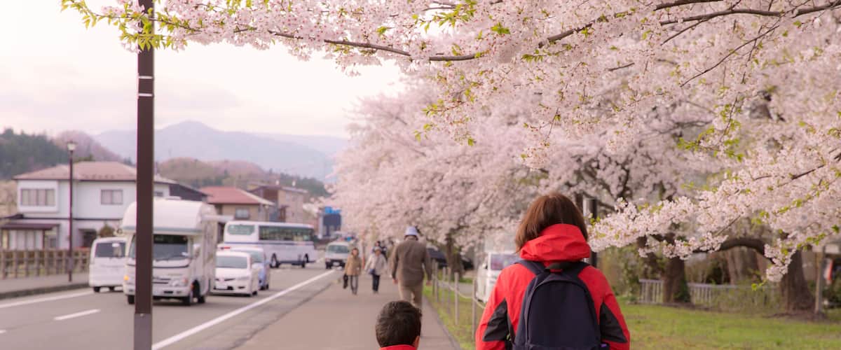 Cherry blossom Street view of Kakunodate in springtime season sunny day morning. Kakunodate is famous by the Bukeyashiki (samurai residences). Semboku District, Akita Prefecture, Japan.