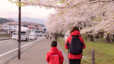 Cherry blossom Street view of Kakunodate in springtime season sunny day morning. Kakunodate is famous by the Bukeyashiki (samurai residences). Semboku District, Akita Prefecture, Japan.