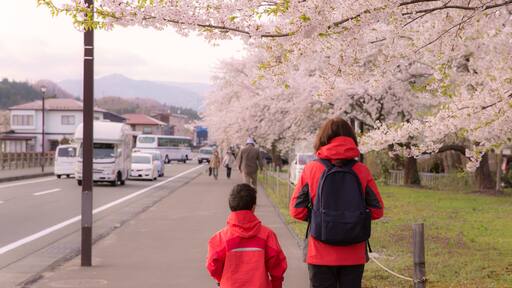 Cherry blossom Street view of Kakunodate in springtime season sunny day morning. Kakunodate is famous by the Bukeyashiki (samurai residences). Semboku District, Akita Prefecture, Japan.