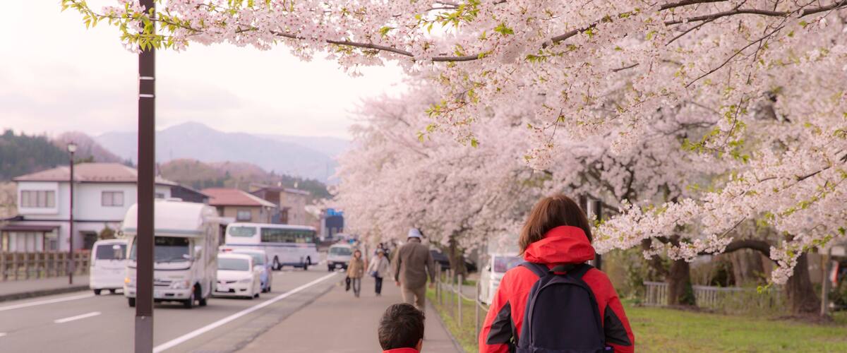 A street lined with cherry blossom trees, a sidewalk, and parked vehicles.