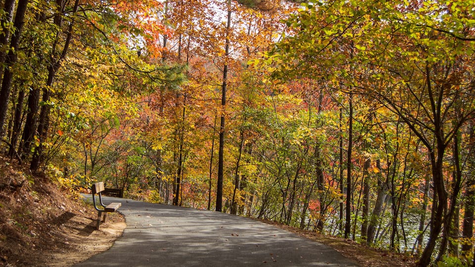 A paved road flanked by trees with autumn foliage.