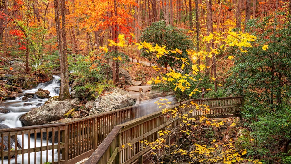 A forest with a wooden bridge over a stream, surrounded by autumn foliage.