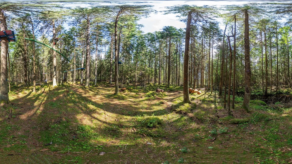 A dense forest with tall trees, a winding path, and a red and white striped object on a tree.