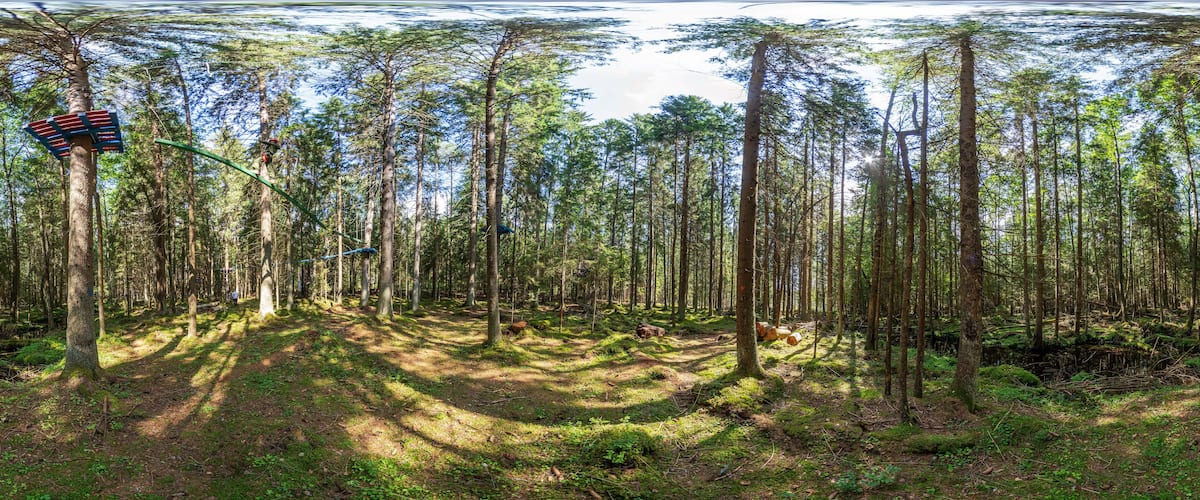 A dense forest with tall trees, a winding path, and a red and white striped object on a tree.
