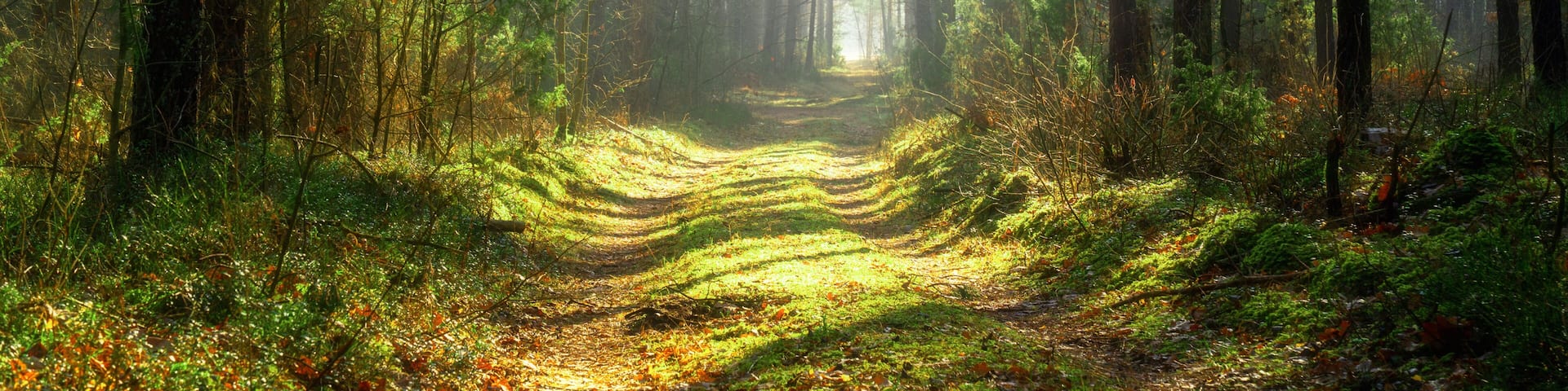 Sun beams over a path in the forest