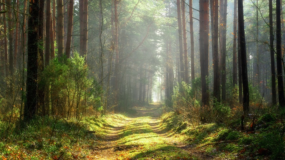 A forest path with tall trees and sunlight filtering through.