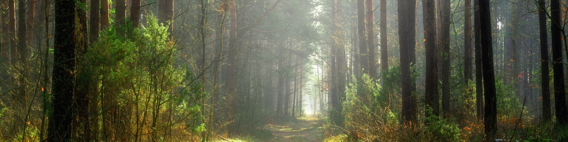 Sun beams over a path in the forest