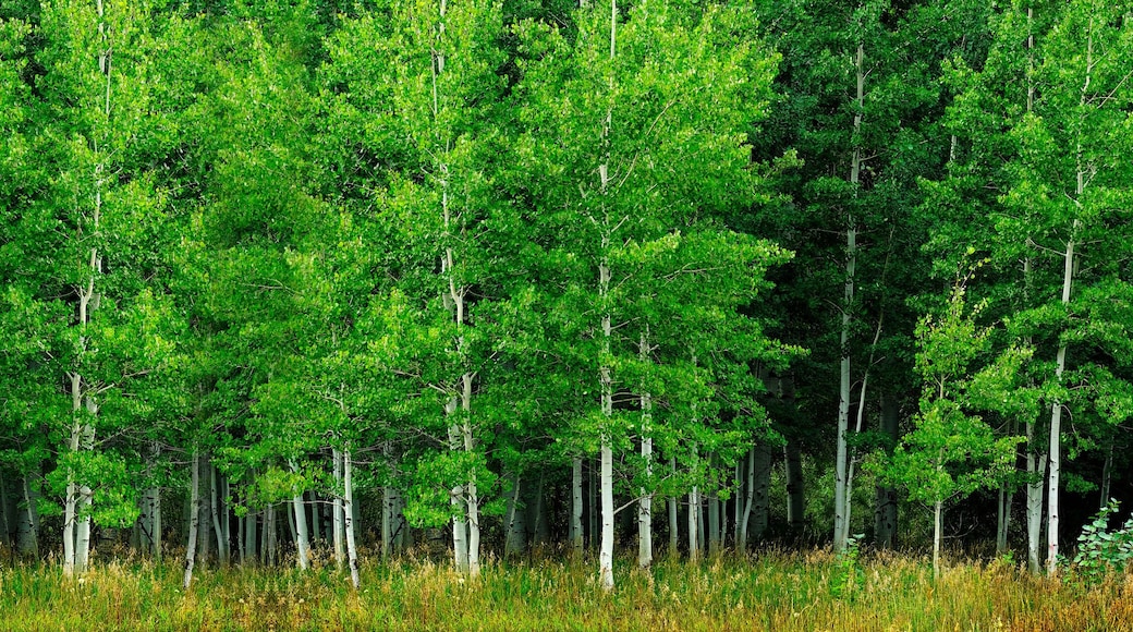 Aspen Trees White Trunk Lush Green in Summer Forest Wilderness