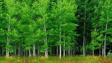 Aspen Trees White Trunk Lush Green in Summer Forest Wilderness