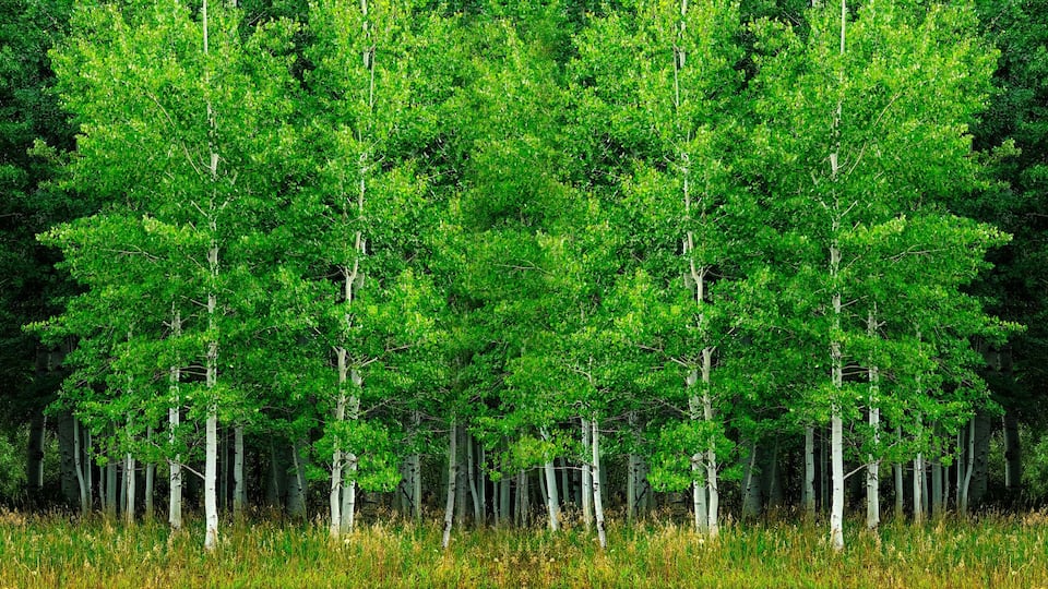 A dense forest of green trees with a grassy foreground.