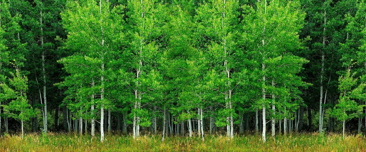 A dense forest of green trees with a grassy foreground.