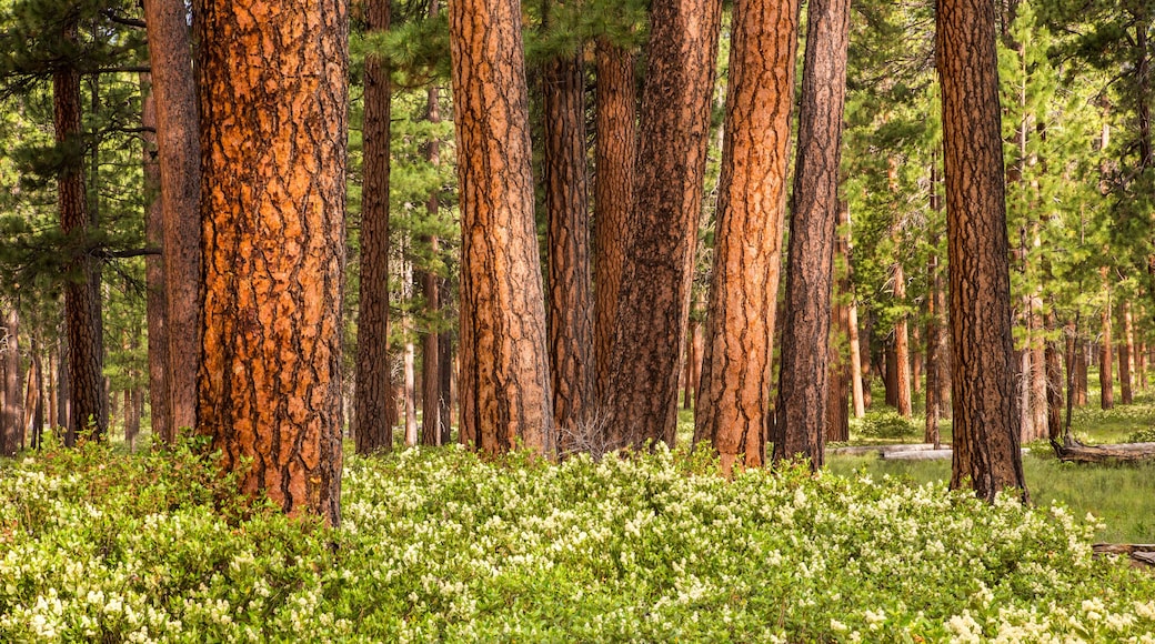 フォレストグローヴ