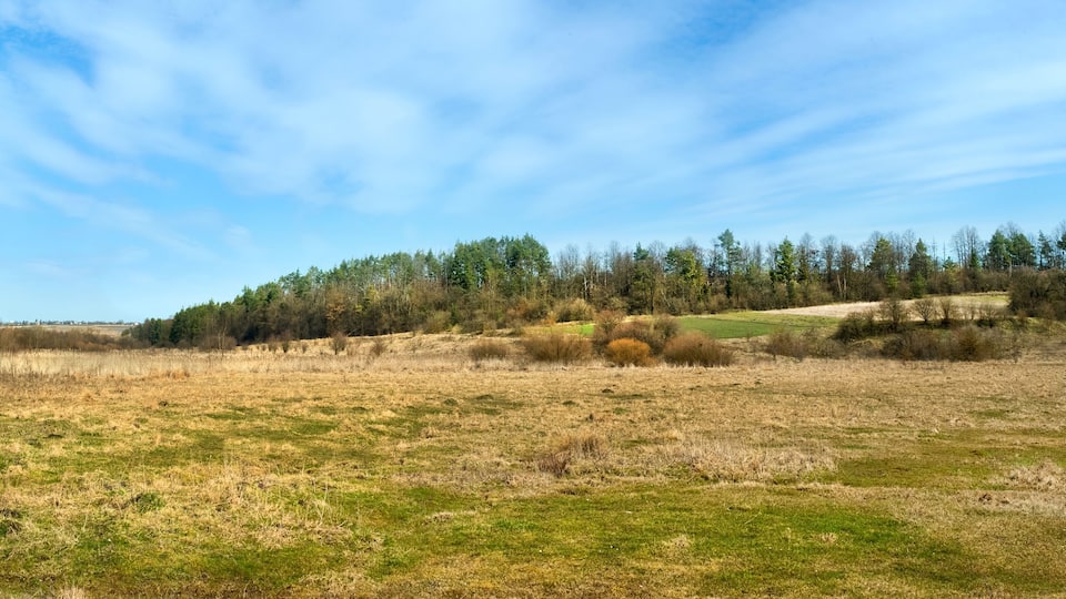 A grassy field with a forest in the background and a clear sky.