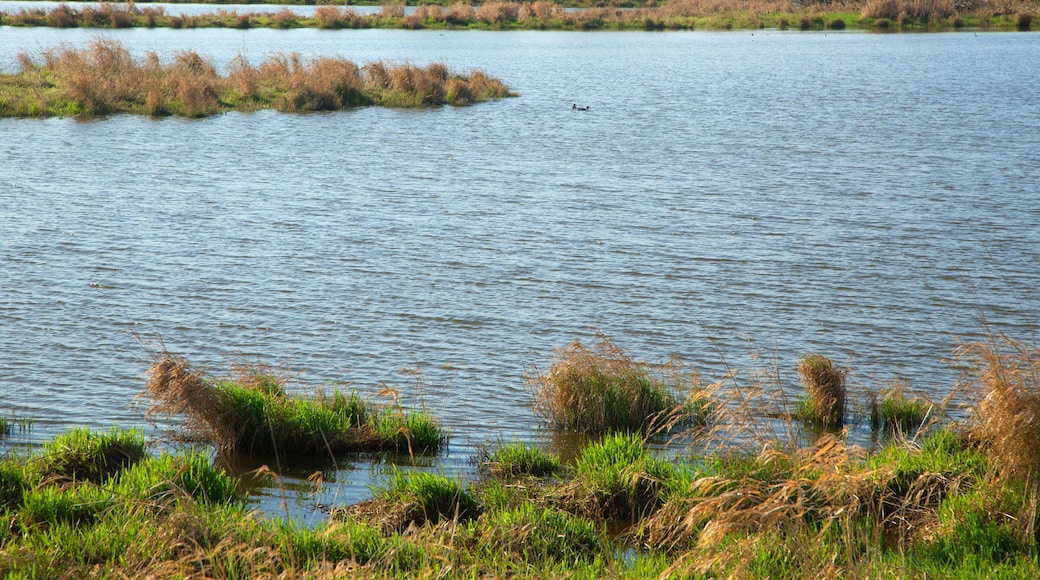 FN3YJM Wetland pond, Fernhill Wetlands, Forest Grove, Oregon