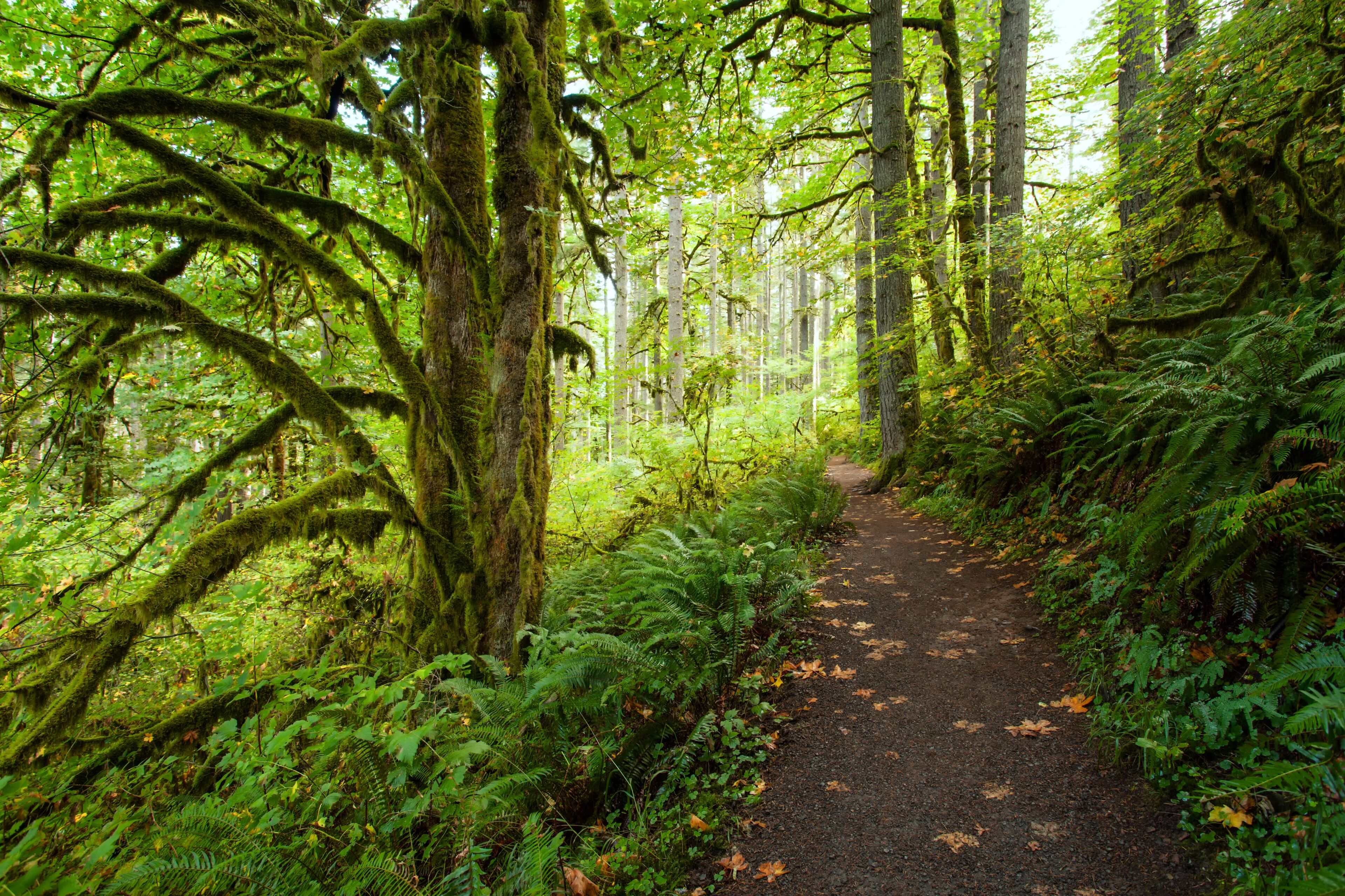Hiking trail in Silver Falls State Park, Oregon in autumn