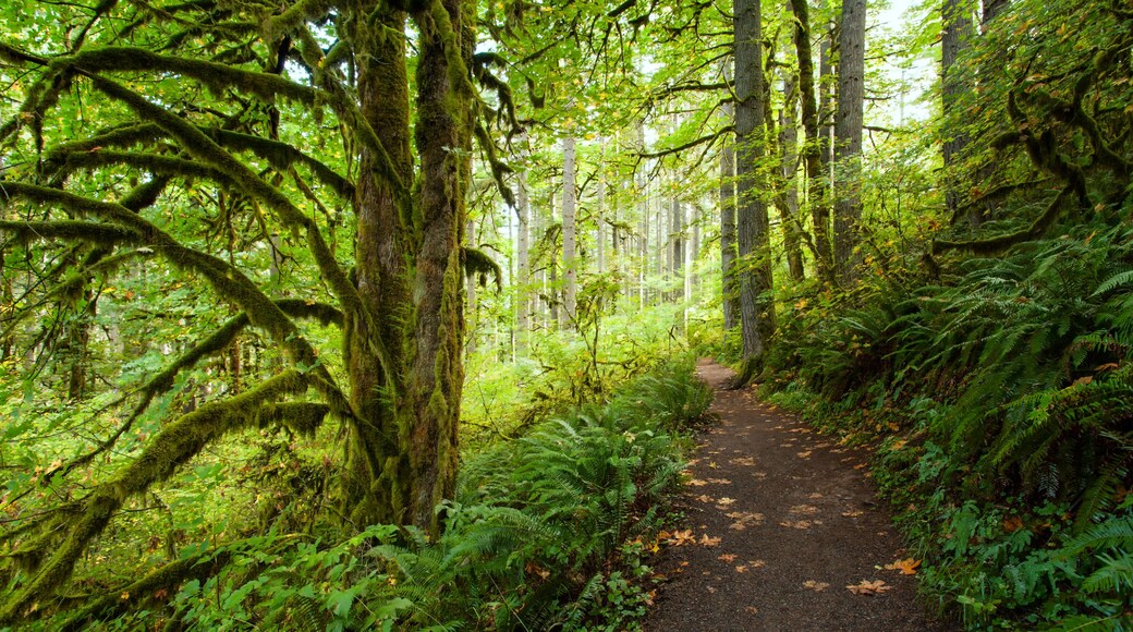 Hiking trail in Silver Falls State Park, Oregon in autumn