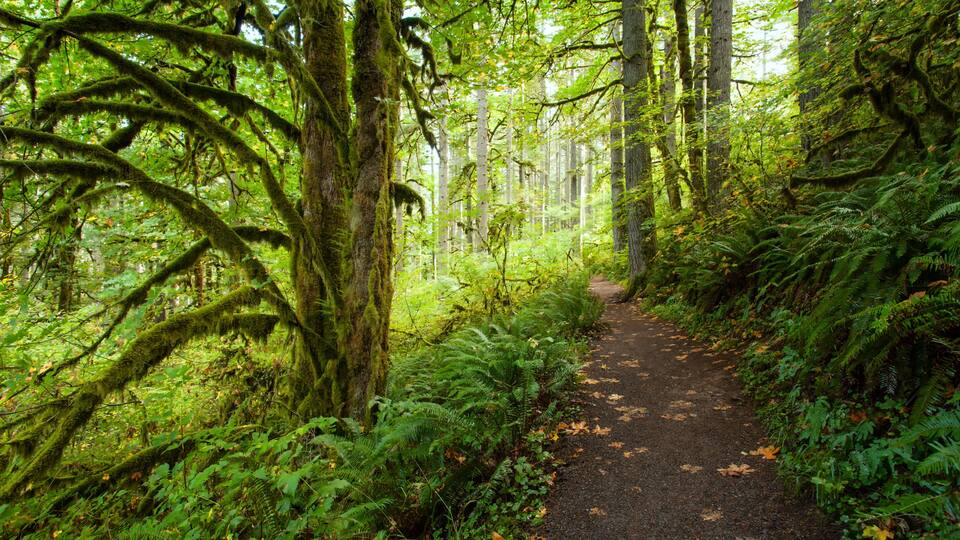 A forested trail with moss-covered trees and ferns.