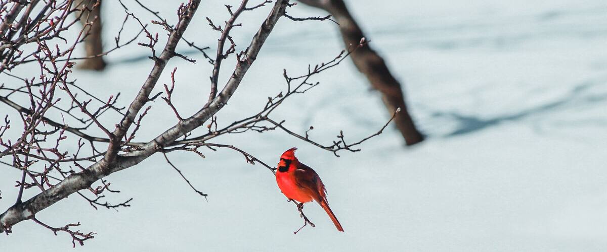 Male Cardinal in Kentwood Backyard