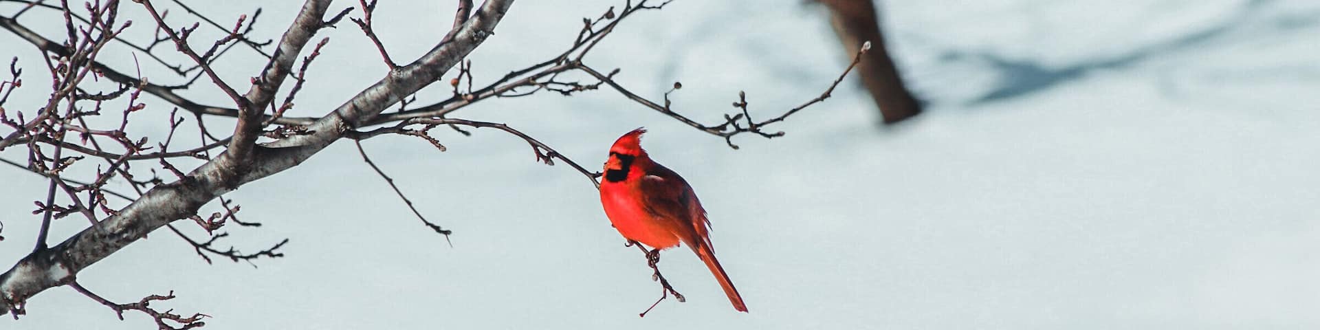 Male Cardinal in Kentwood Backyard