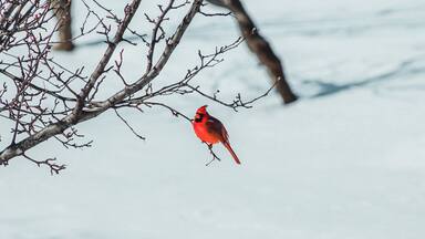Male Cardinal in Kentwood Backyard