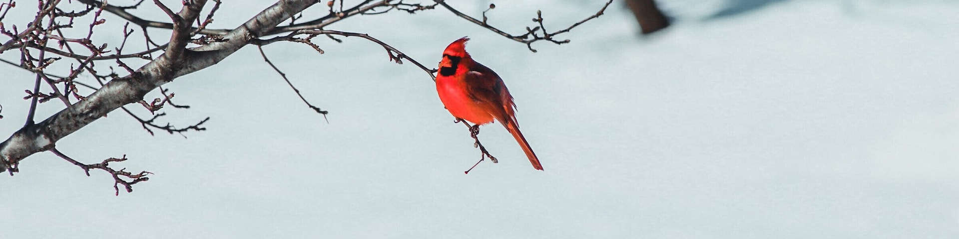 Male Cardinal in Kentwood Backyard