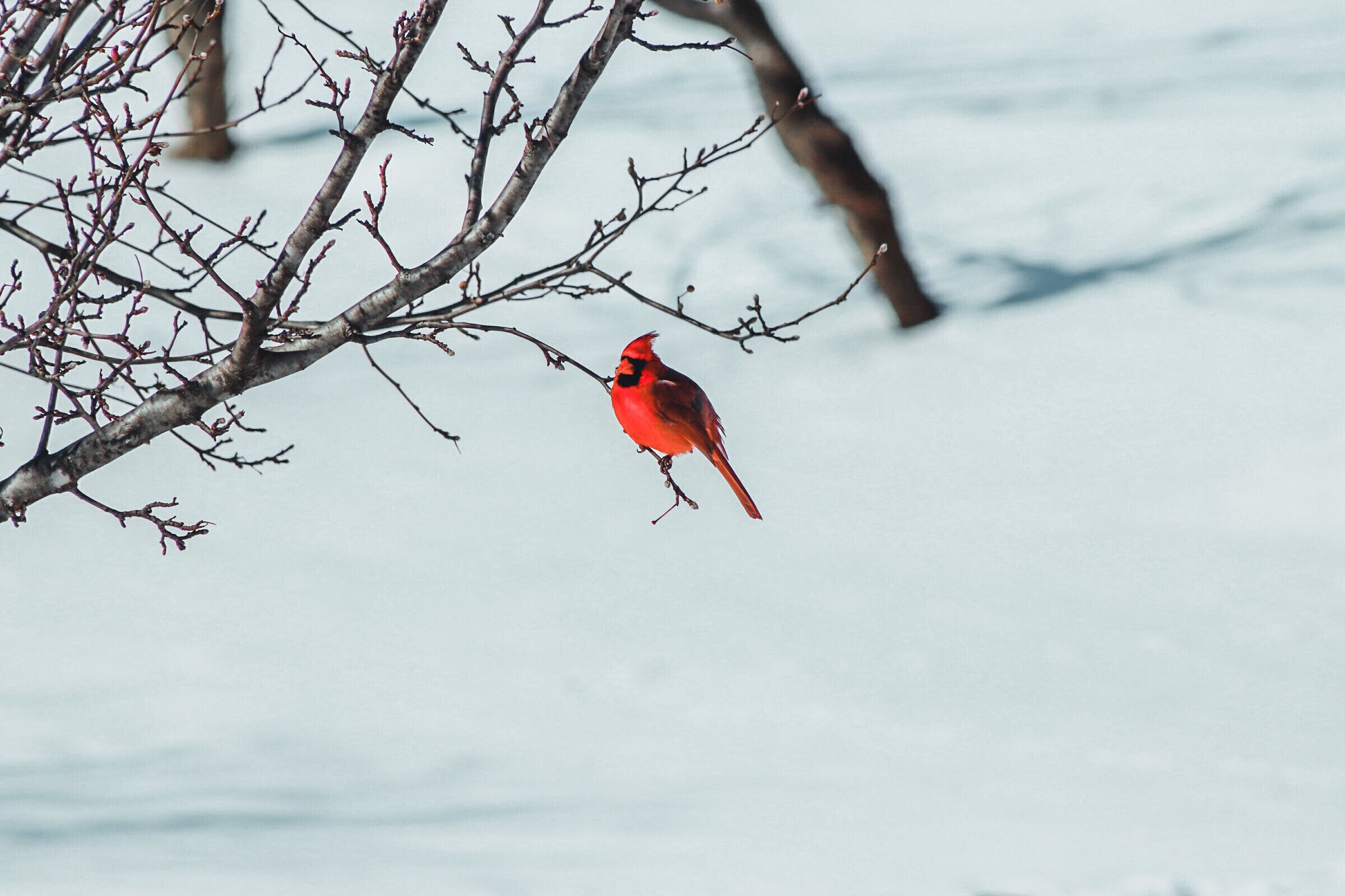 A red cardinal perched on a bare tree branch.