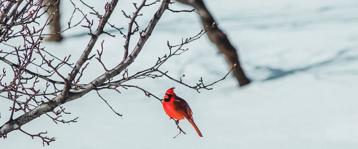 A red cardinal perched on a bare tree branch.