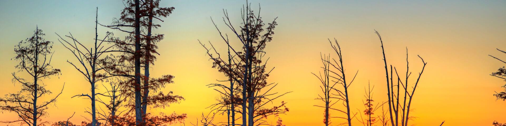 Cypress Trees on the Horizon. A sting of cypress trees of various sizes extend across the horizon as the sunken sun paints the multicolored sky.