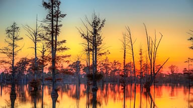 Cypress Trees on the Horizon. A sting of cypress trees of various sizes extend across the horizon as the sunken sun paints the multicolored sky.
