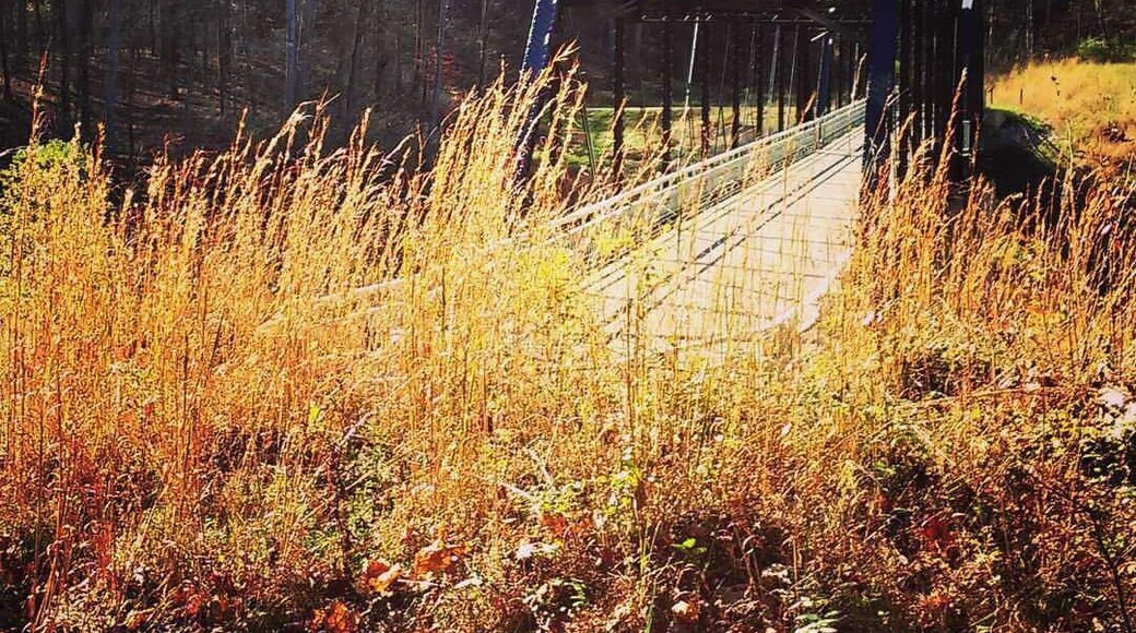 Bridge located in Charlestown State park , rakes you into Rose.Island, the abandoned amusement park !