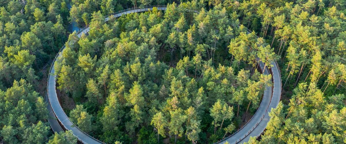 An aerial view of a winding road through a dense forest.