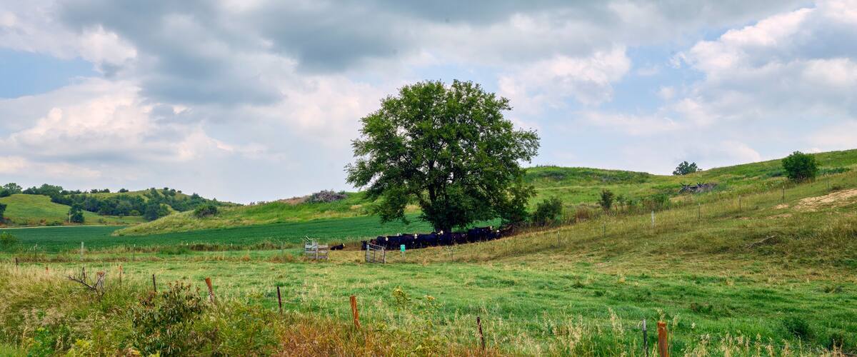 Rolling Green Hills with Cattle Beneath a Lone Shade Tree