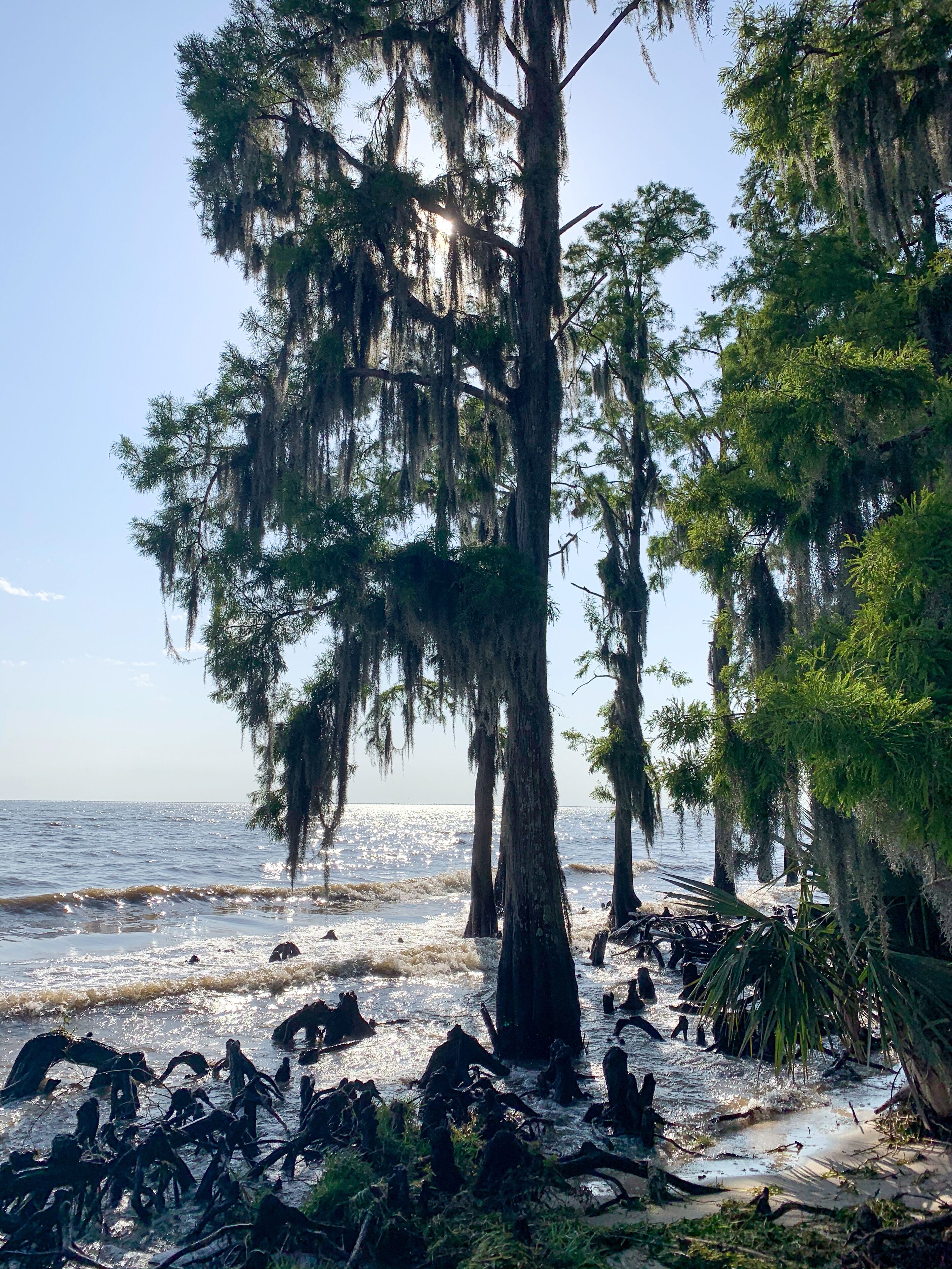 trees at the beach Fontainebleau State Park with sand and waves