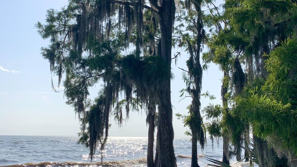 A beach with tall trees and Spanish moss, and the ocean in the background.