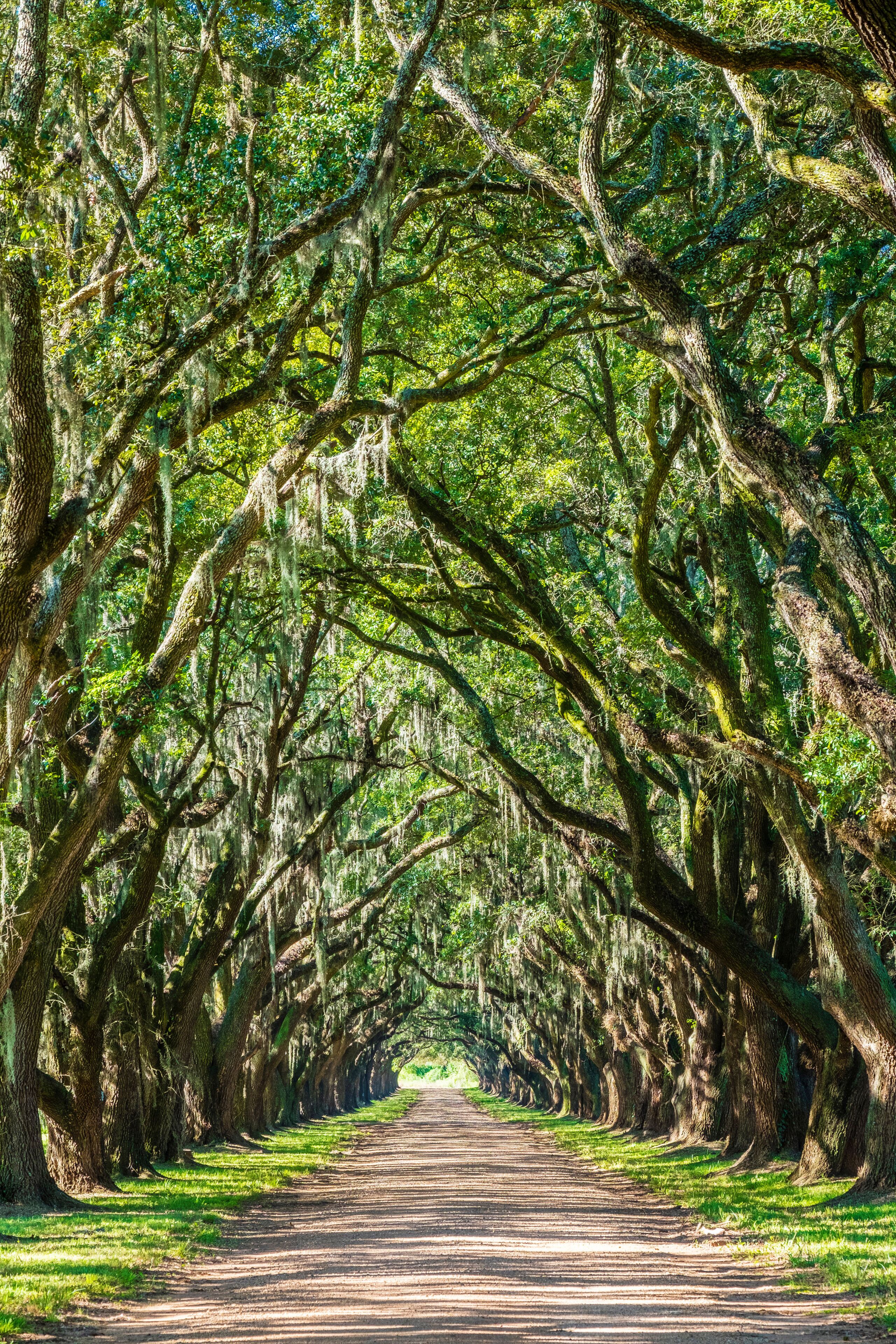 A tree-lined pathway with moss-covered branches and a clear sky.