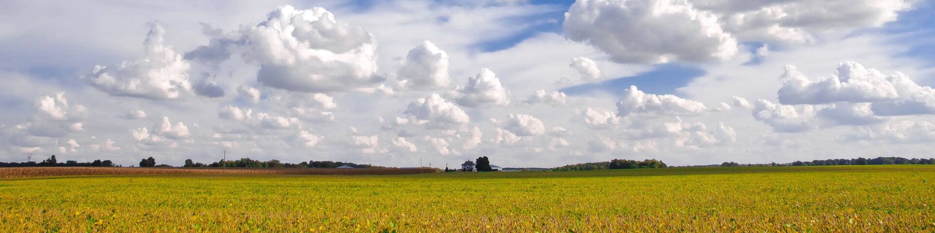 Expanse of Sky and Clouds over Fields of Harvest. Puffy Cumulus hover over a ripened pasture of corn and soybeans in Midwest Illinois, USA. A farmhouse can be seen in the far distance.