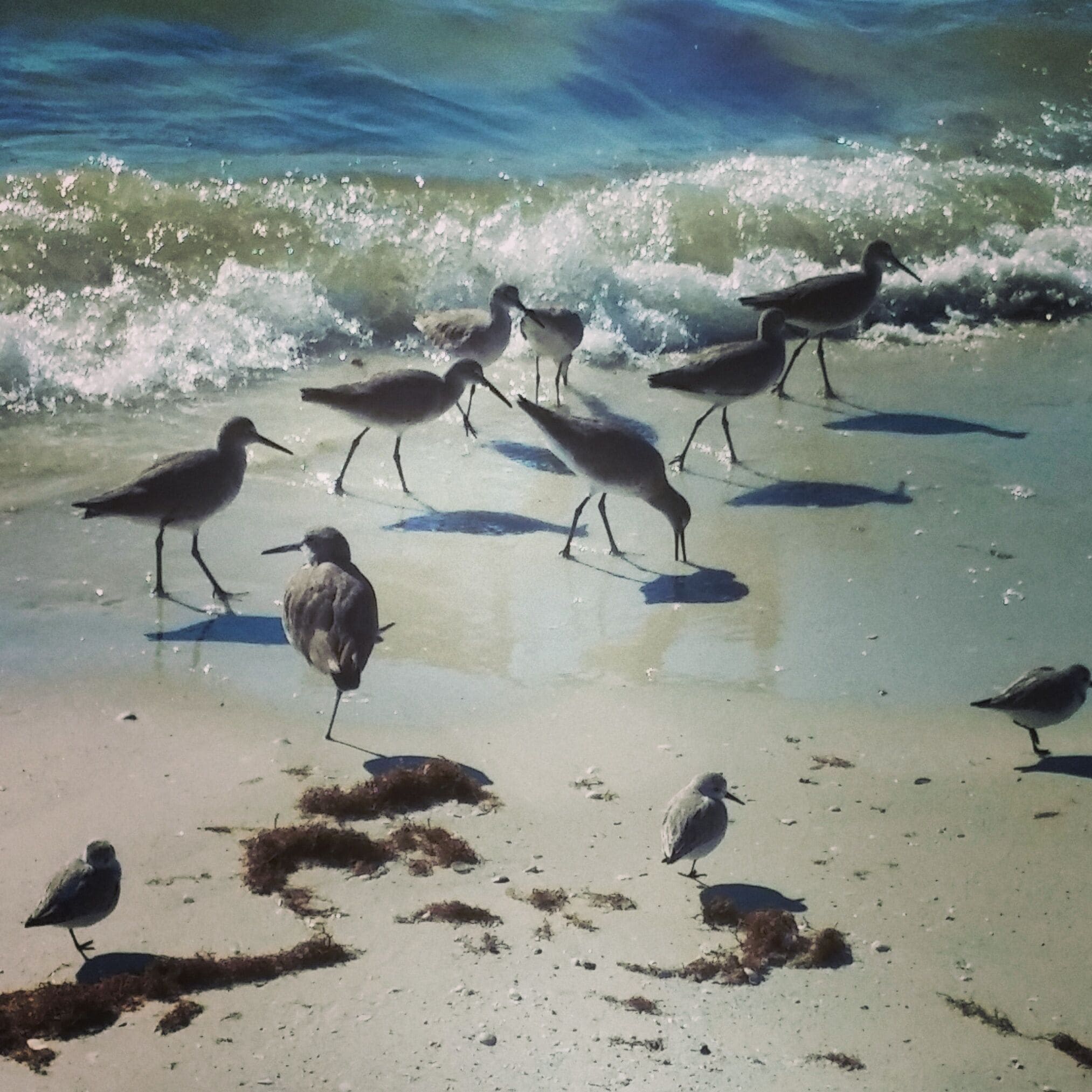 #Shorebirds #FortMyersBeach
🌊🌊🌊🌊🌊
#Fortmyers #ocean #beach