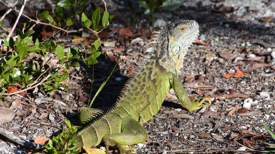While visiting the Keys you should take a drive to the Blue Hole in National Key Deer Refuge. Lots of interesting creatures around the blue lagoon.