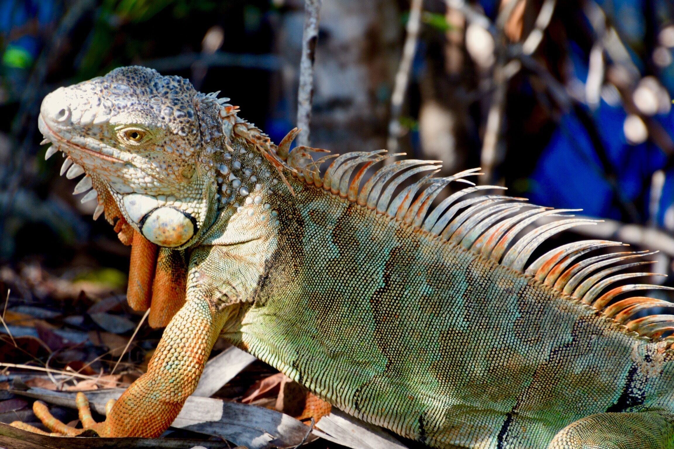 While we were walking on trails looking for birds, we came across this beauty. 